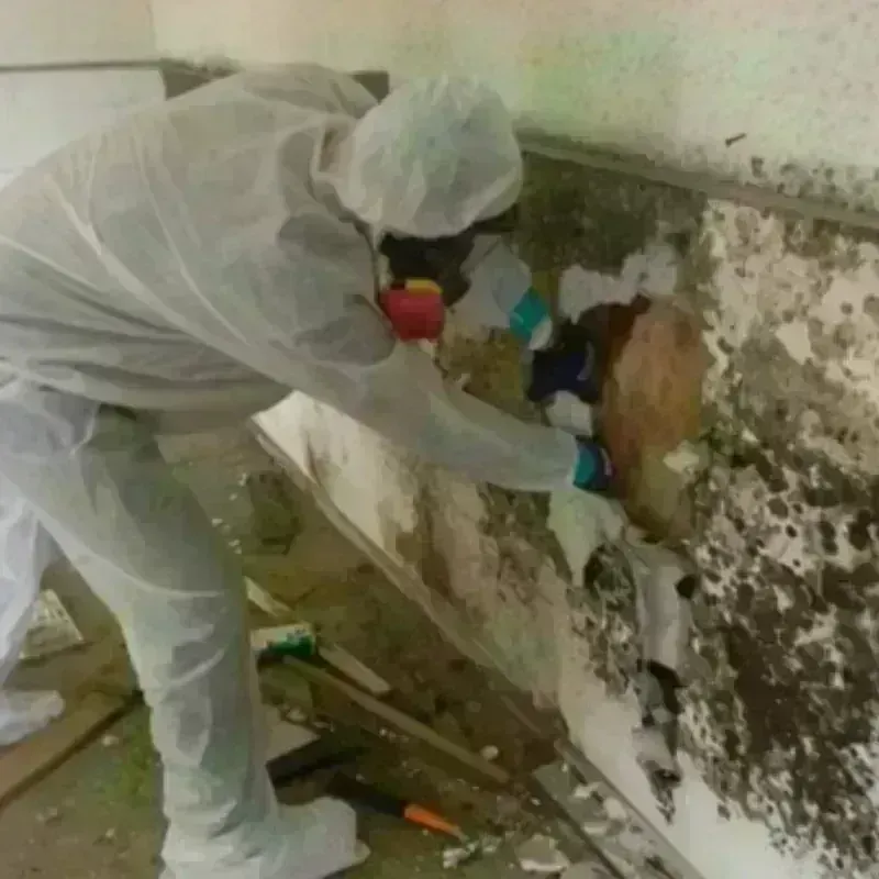 Mold Remediation and Removal in Twentynine Palms, CA